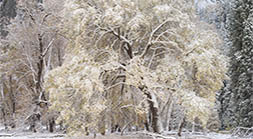 Snowy Autumn Tree